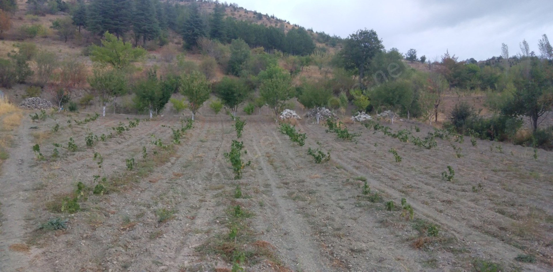 Satlık bahçe